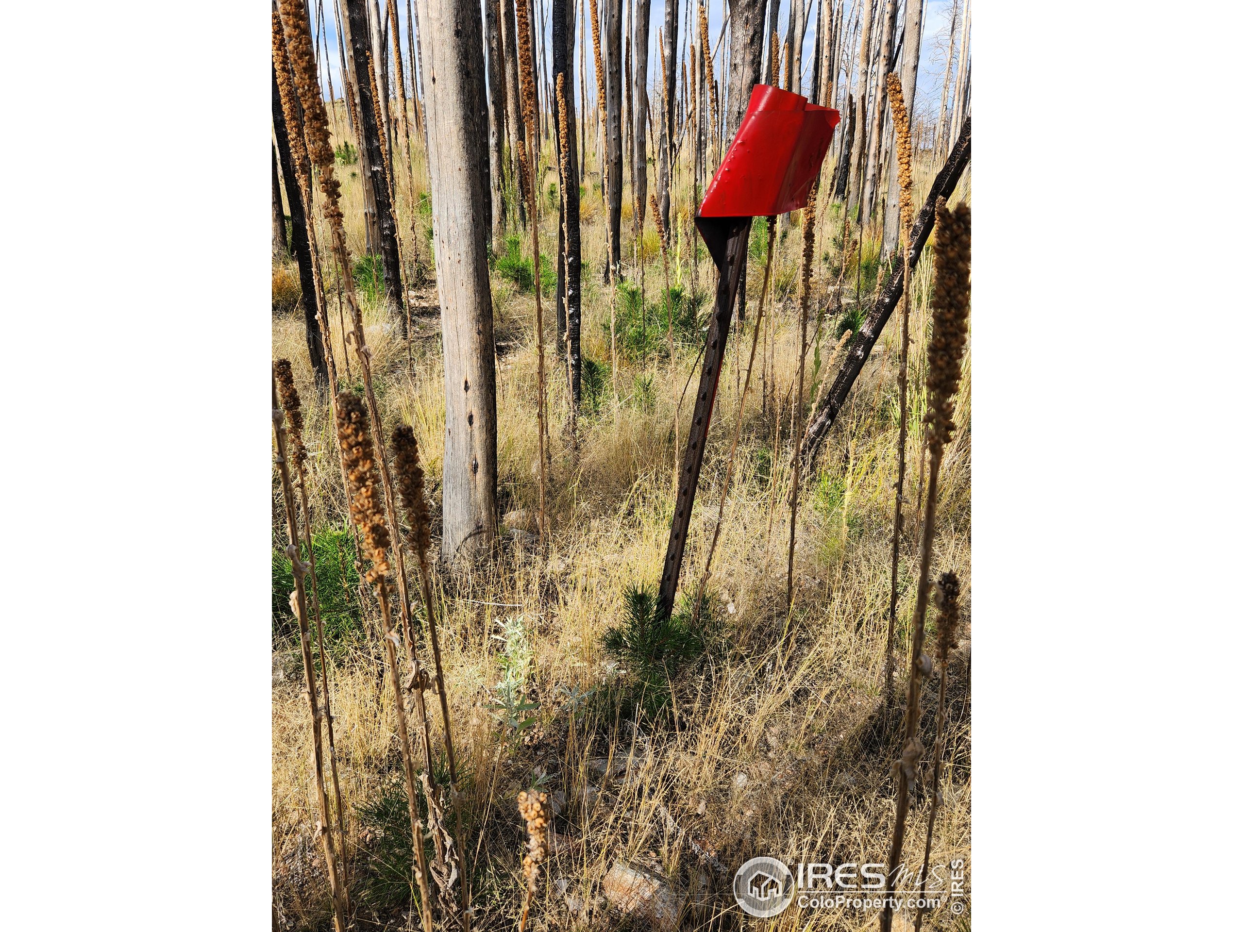 0 Crystal Mountain Road Bellvue, CO 80512 - Photo 12 of 19 a bathroom with a shower
