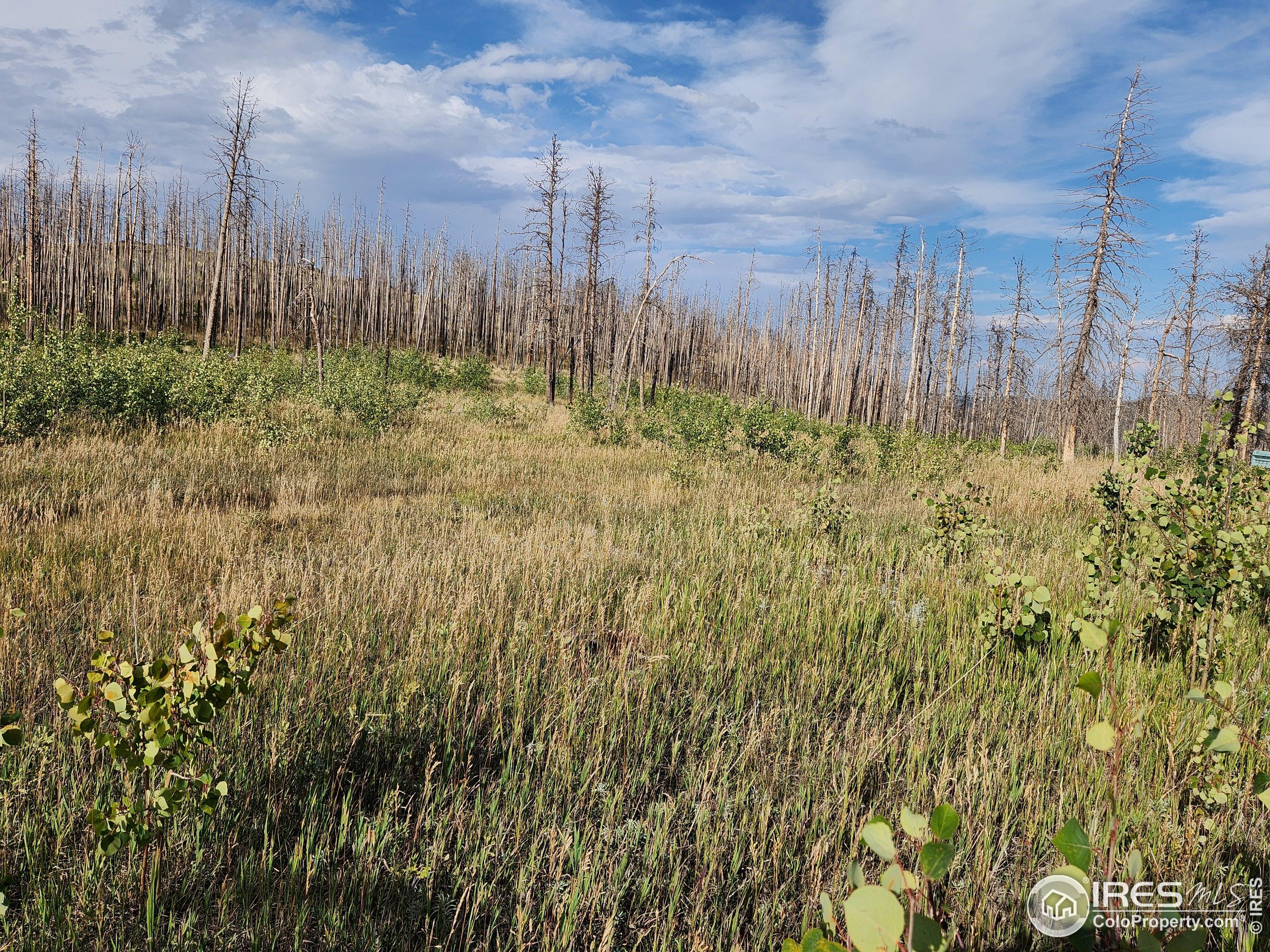 0 Crystal Mountain Road Bellvue, CO 80512 - Photo 13 of 19 a view of outdoor space and yard