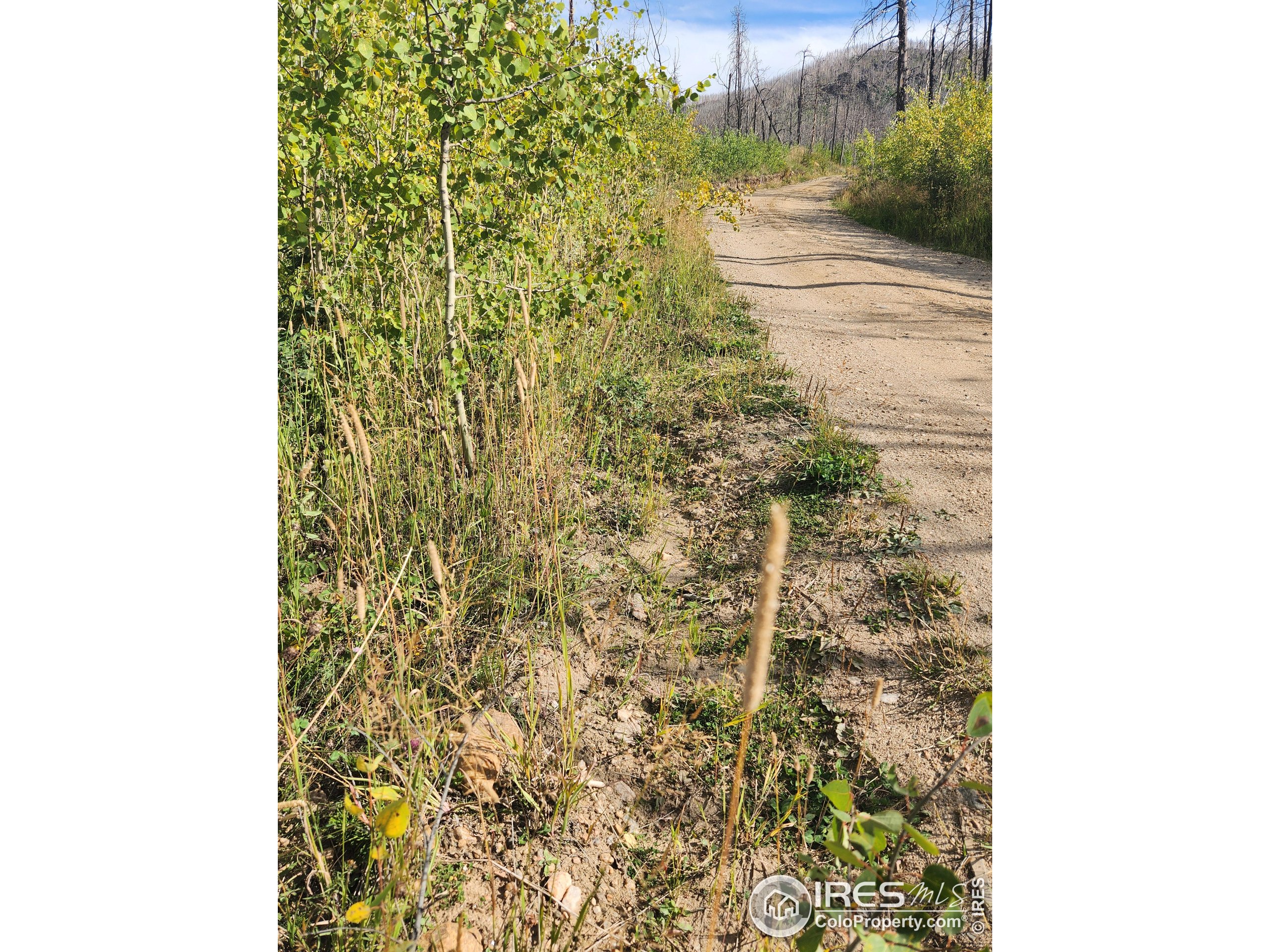 0 Crystal Mountain Road Bellvue, CO 80512 - Photo 16 of 19