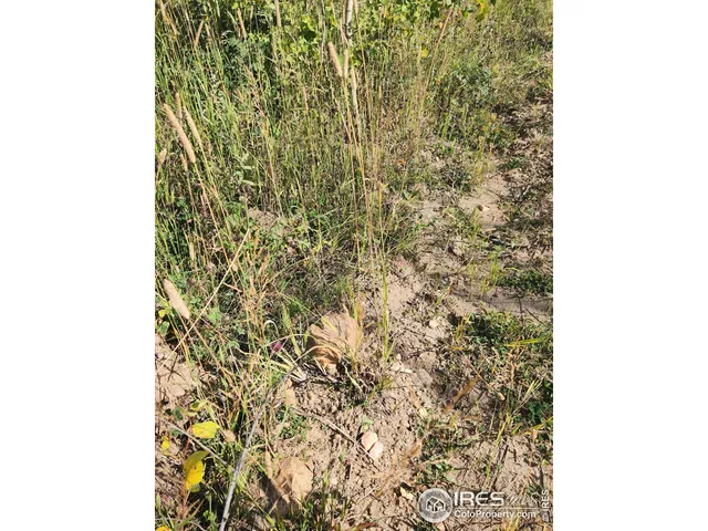 $115,000 | 0 Crystal Mountain Road, Bellvue, CO 80512