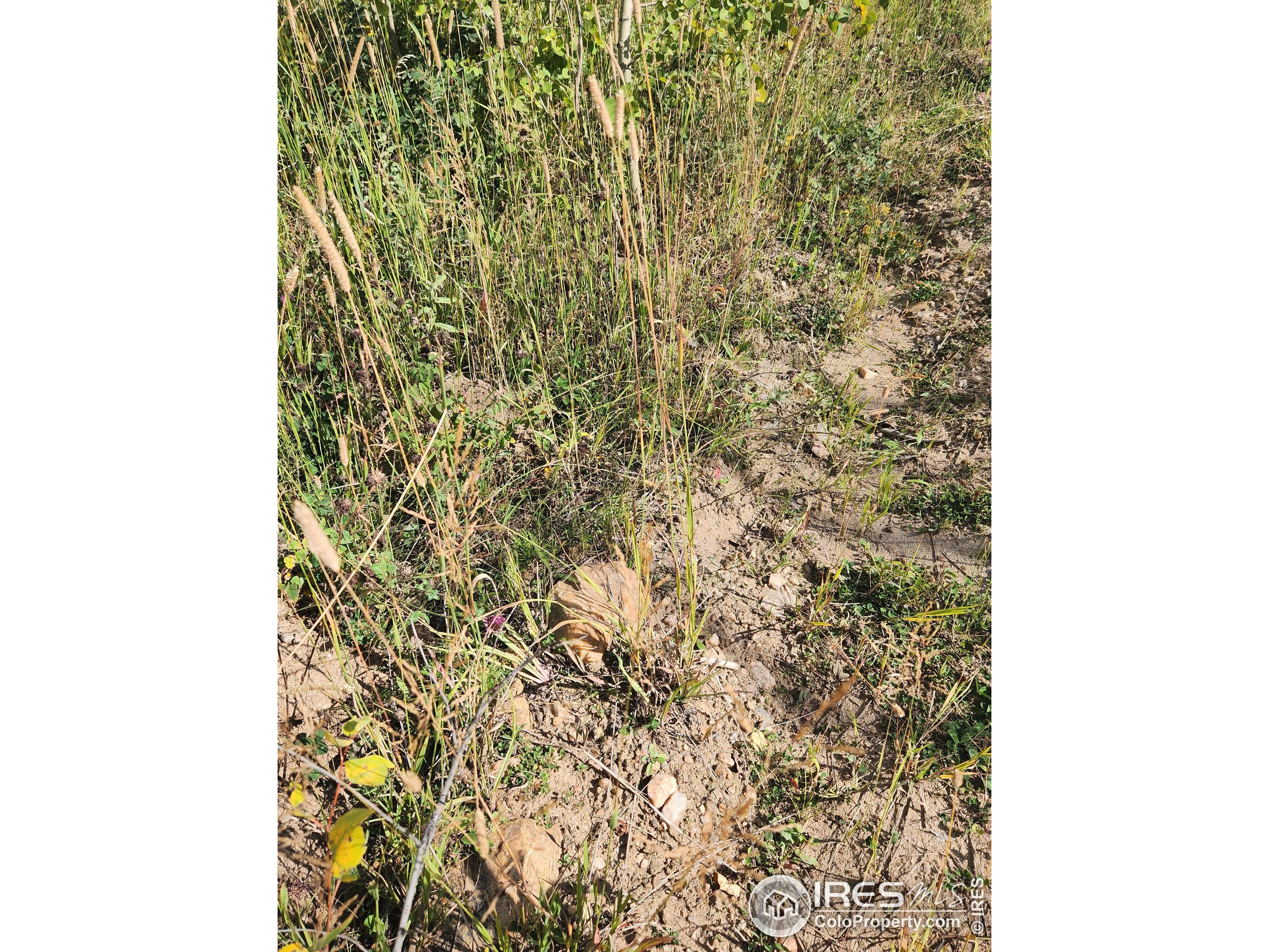 0 Crystal Mountain Road Bellvue, CO 80512 - Photo 18 of 19 a close up of a shower curtain
