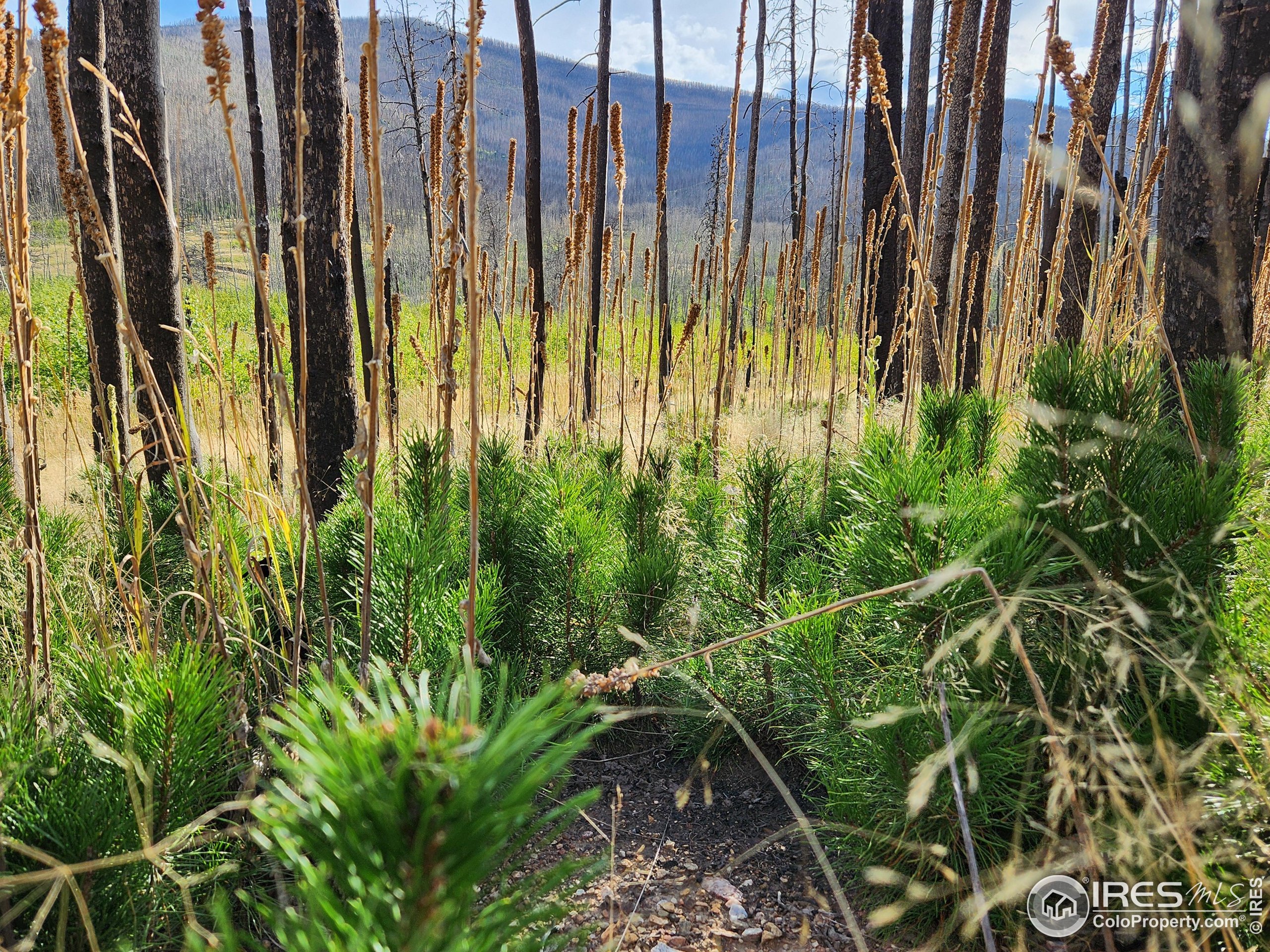 0 Crystal Mountain Road Bellvue, CO 80512 - Photo 19 of 19 a view of outdoor space with garden