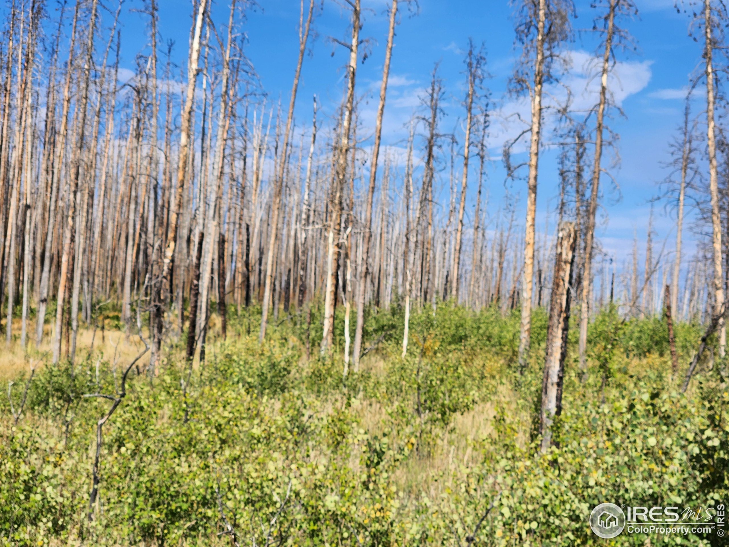 0 Crystal Mountain Road Bellvue, CO 80512 - Photo 5 of 19