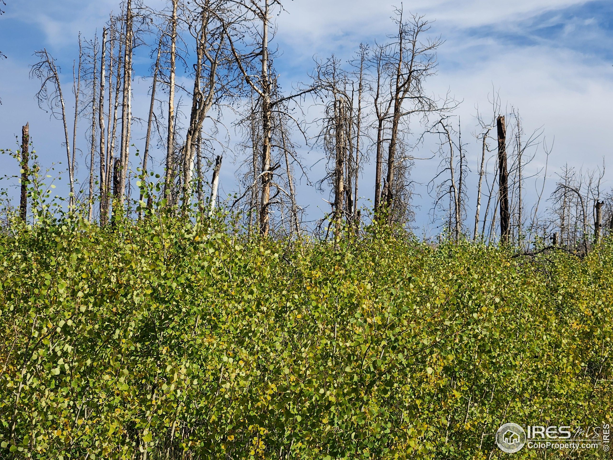 0 Crystal Mountain Road Bellvue, CO 80512 - Photo 6 of 19 a view of a yard with a tree