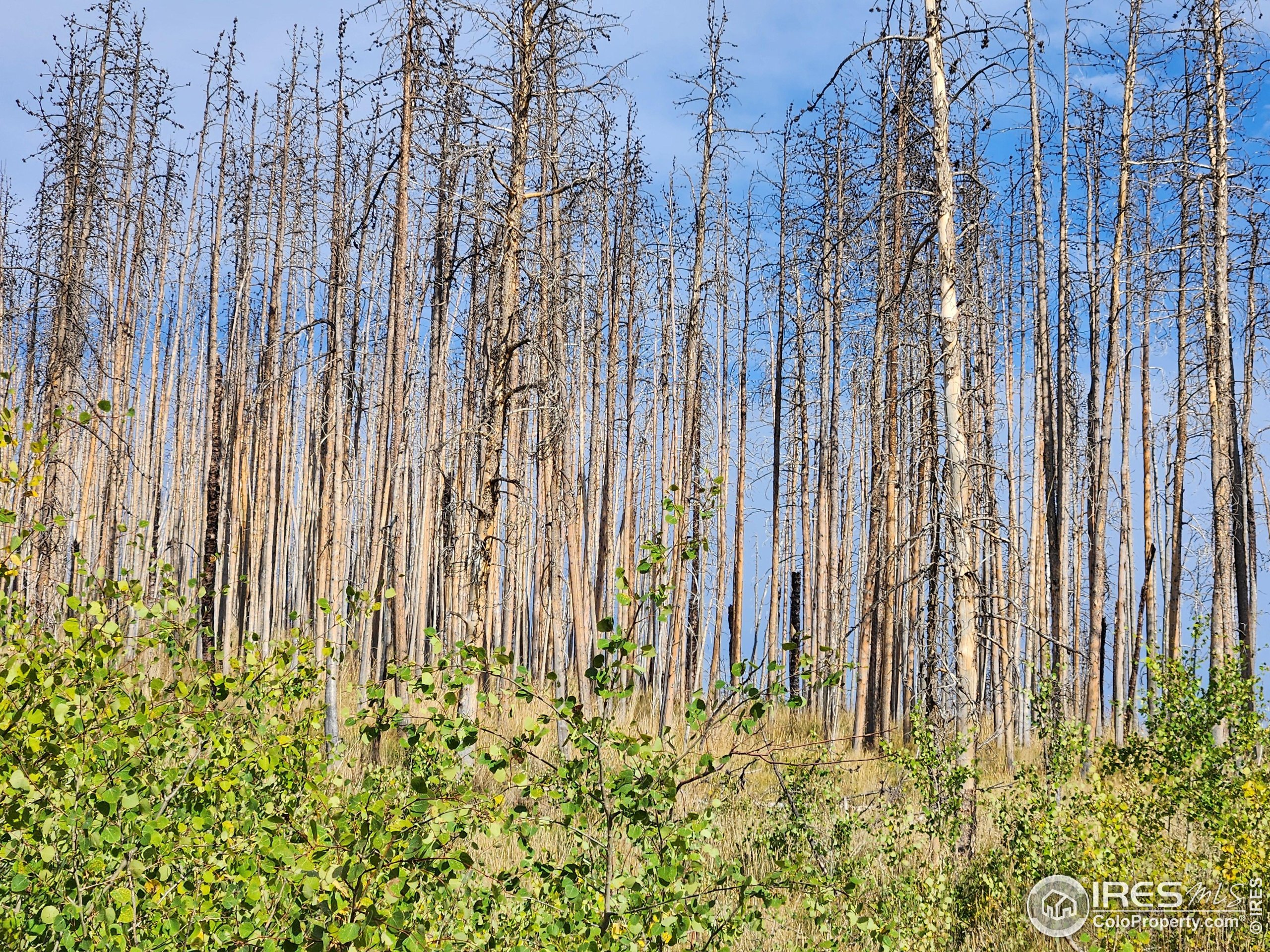 0 Crystal Mountain Road Bellvue, CO 80512 - Photo 7 of 19 a view of a garden with a fountain