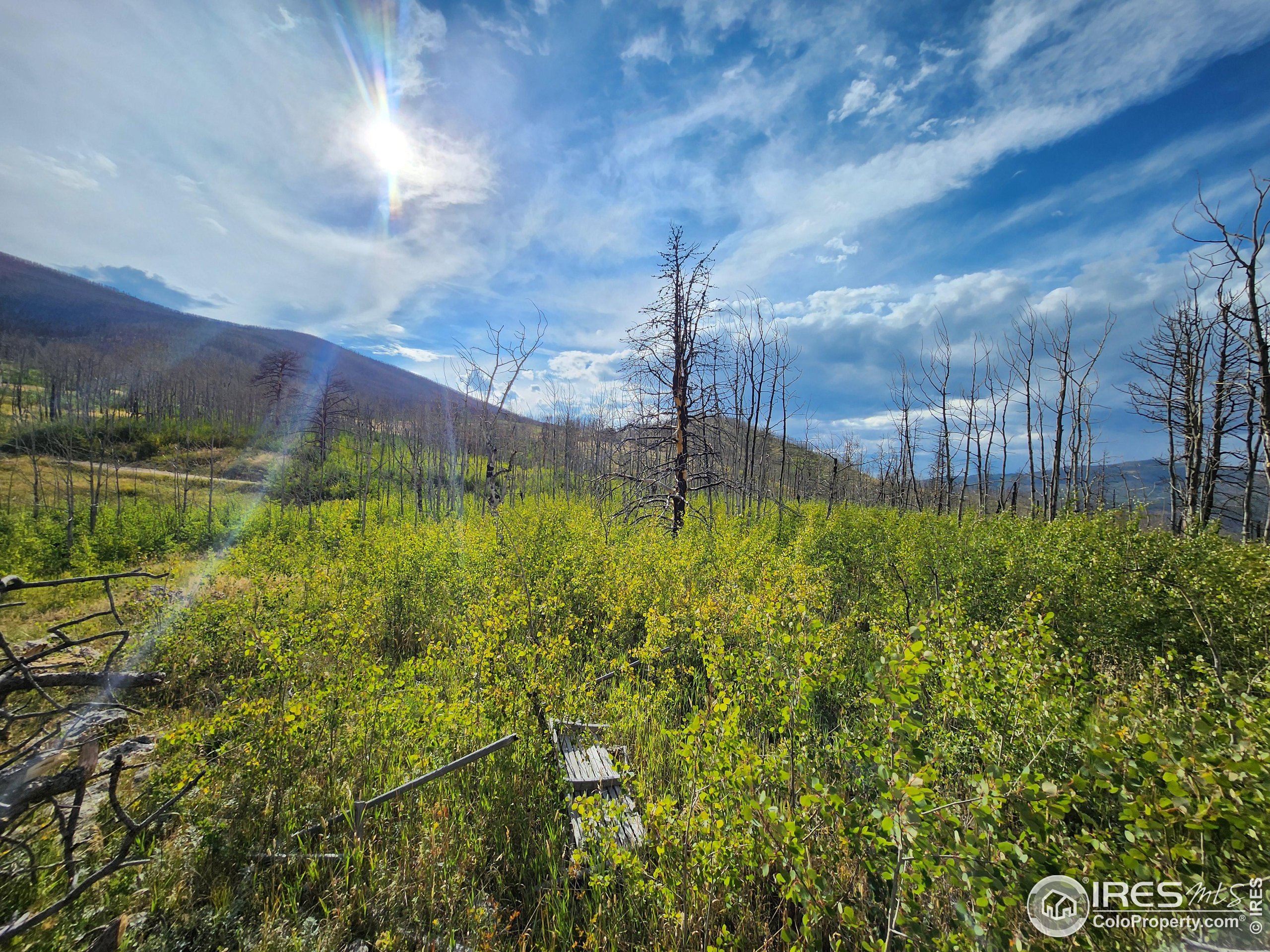 0 Crystal Mountain Road Bellvue, CO 80512 - Photo 9 of 19 a view of a big yard with a fountain