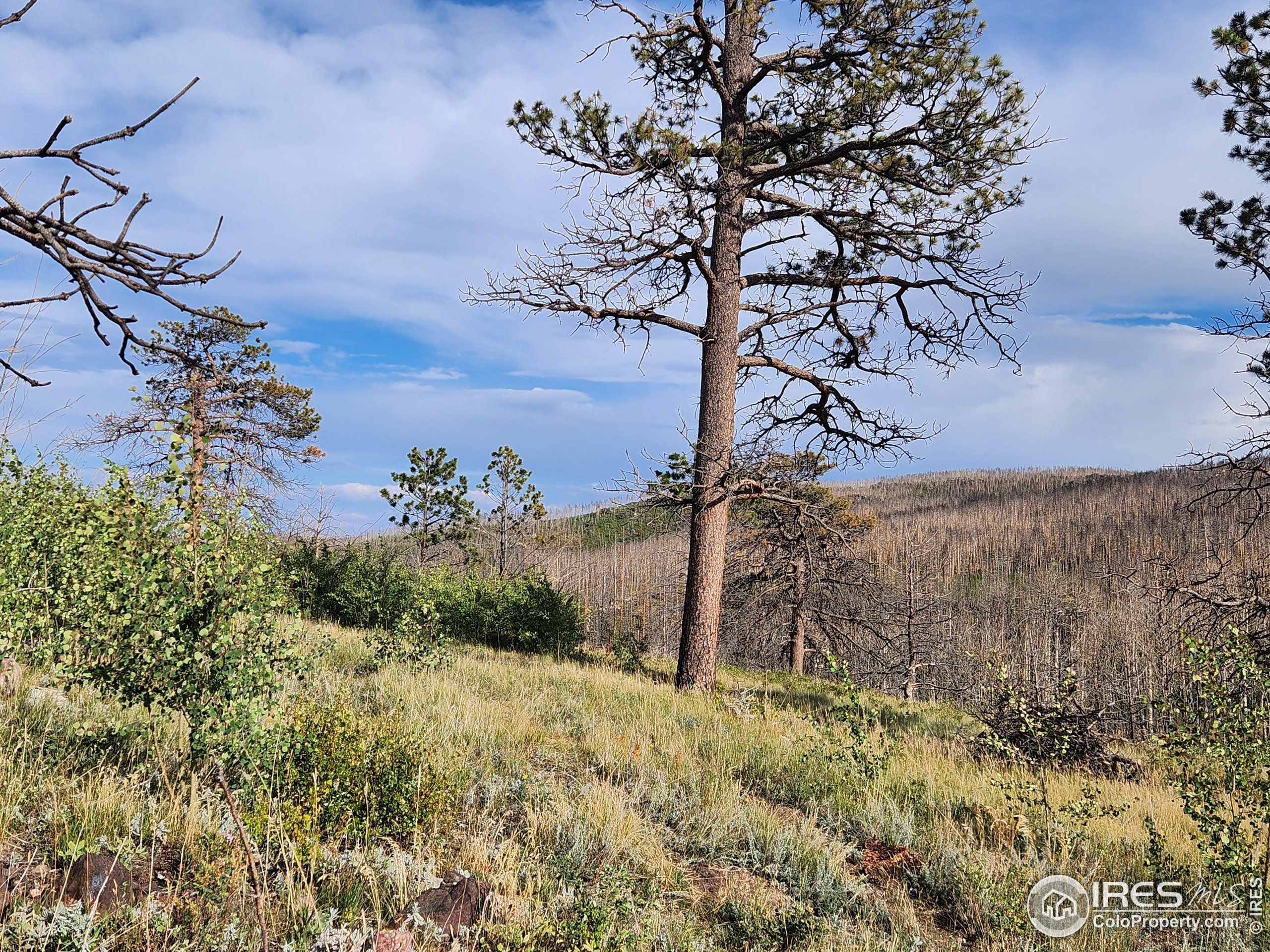 0 Crystal Mountain Road Bellvue, CO 80512 - Photo 10 of 19 a view of a yard with an tree