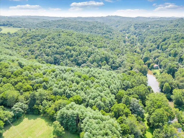 a view of a forest with a street