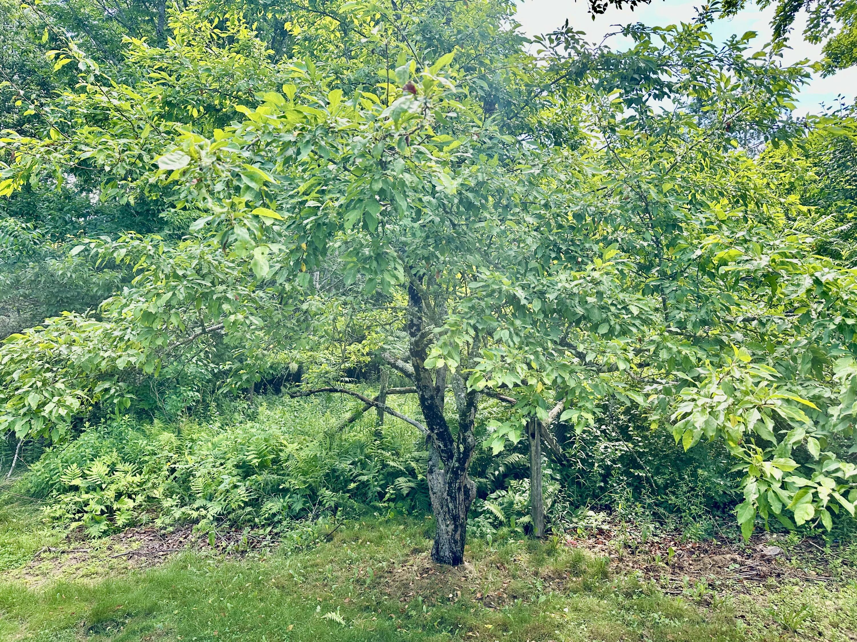 200 Stevens Pond Road Liberty, ME 04949 - Photo 20 of 23 Yard