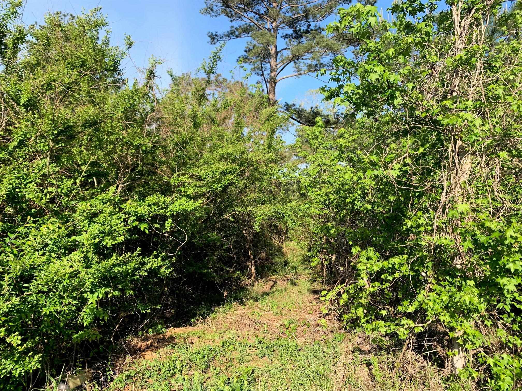 0 Kirkpatrick/purdy Road Selmer, TN 38375 - Photo 2 of 12 a view of a tree