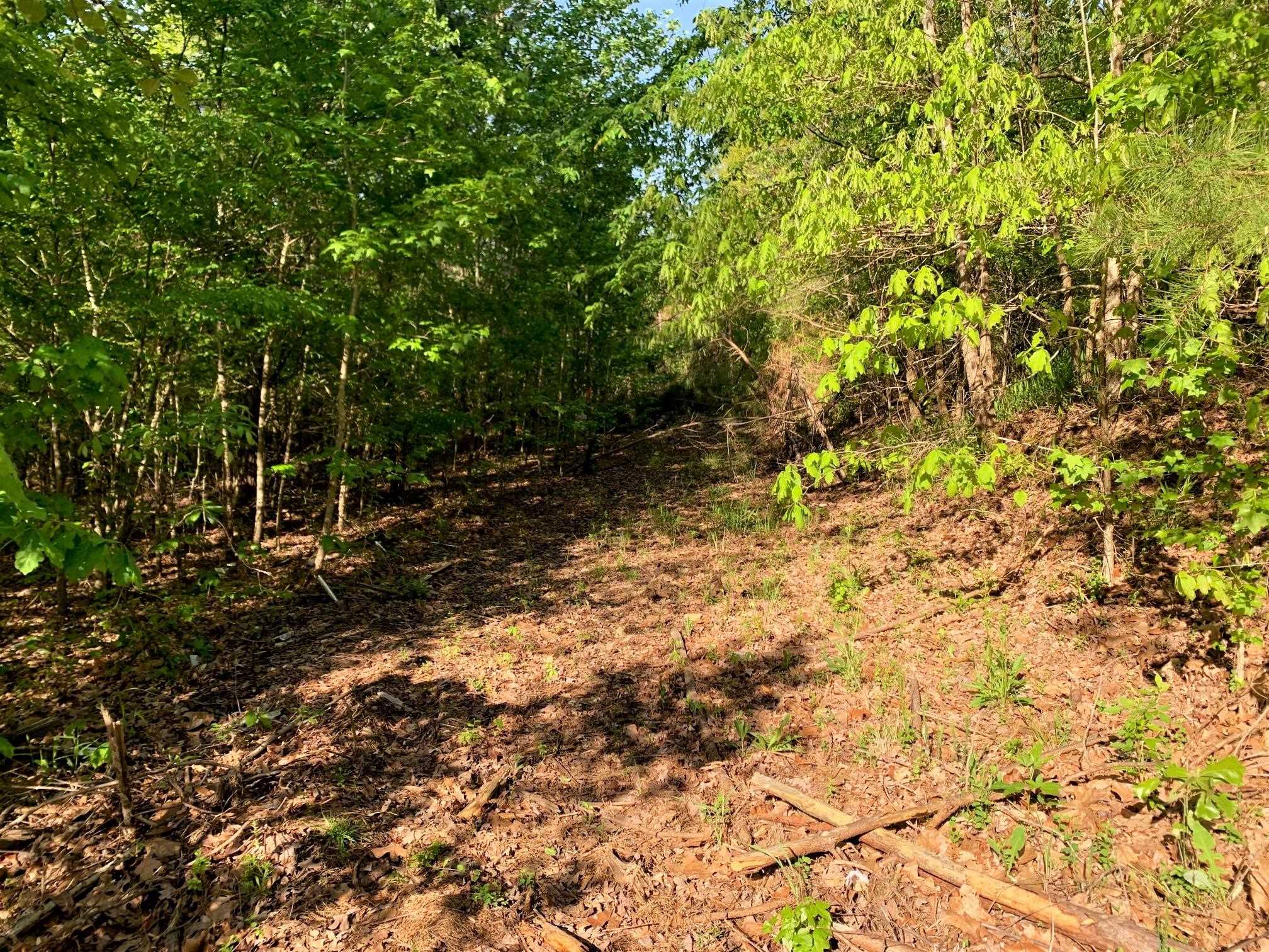 0 Kirkpatrick/purdy Road Selmer, TN 38375 - Photo 4 of 12 a view of a yard with plants and trees