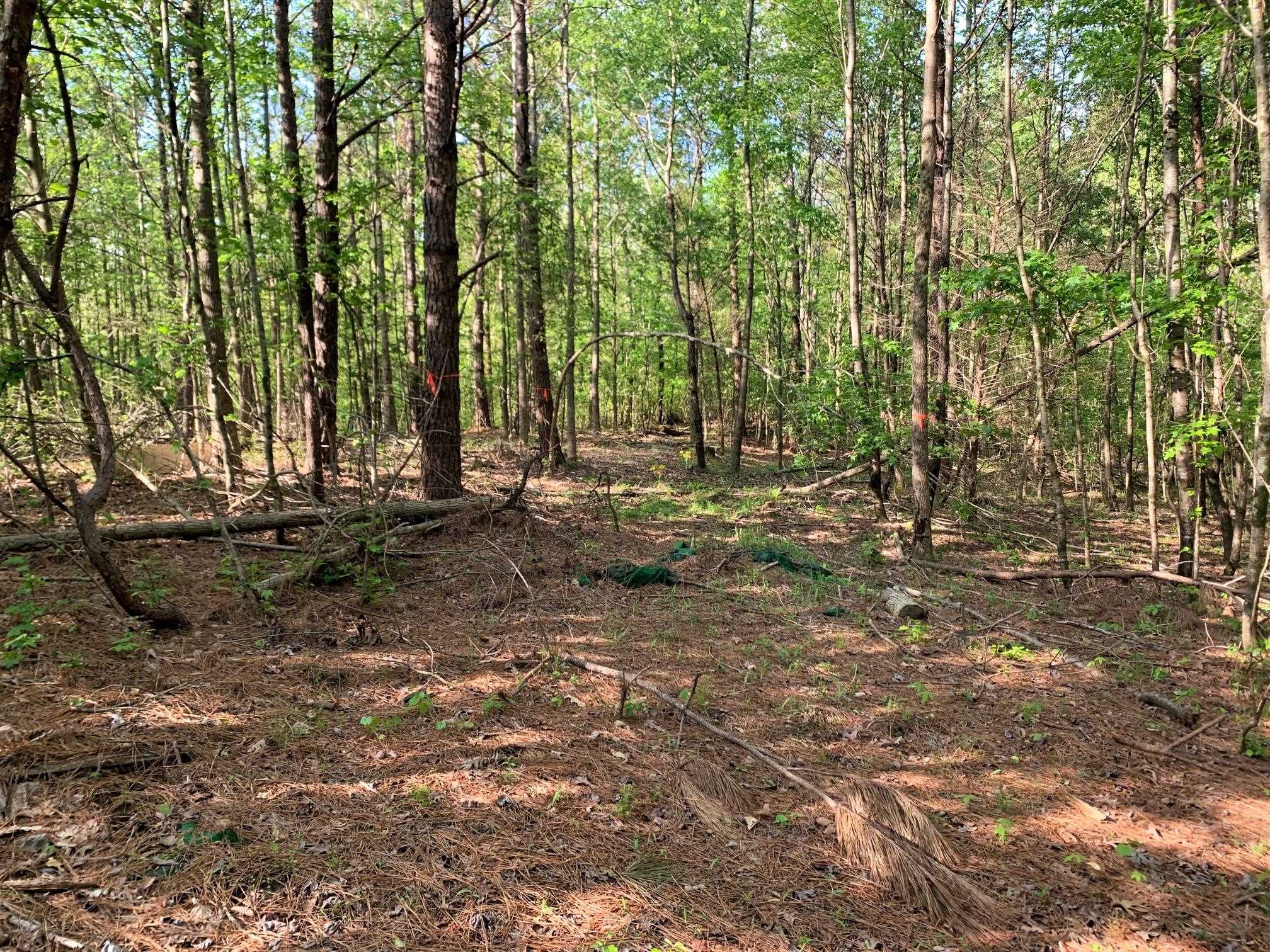 0 Kirkpatrick/purdy Road Selmer, TN 38375 - Photo 5 of 12 a view of a forest with trees