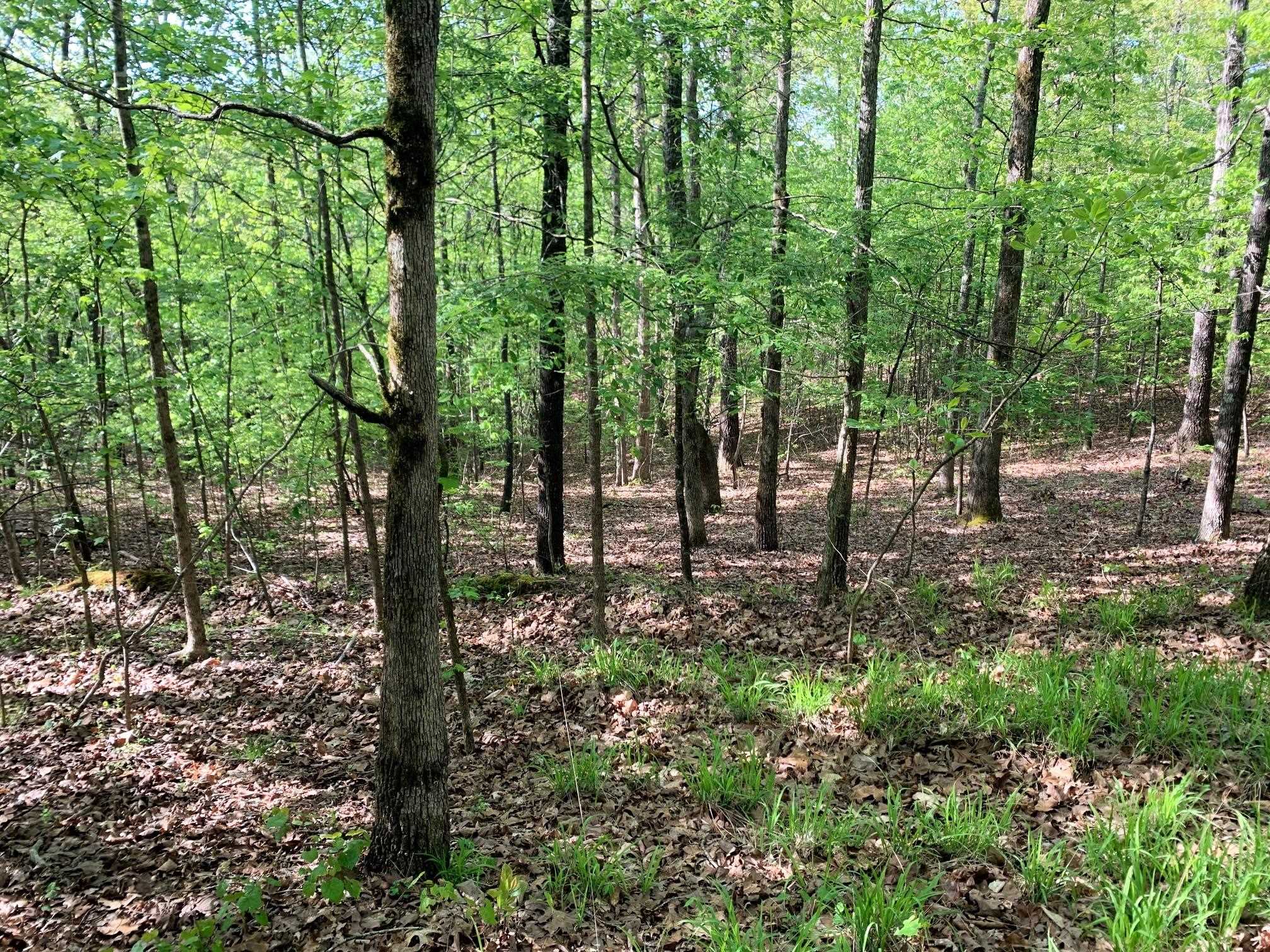 0 Kirkpatrick/purdy Road Selmer, TN 38375 - Photo 6 of 12 a view of outdoor space with lots of trees