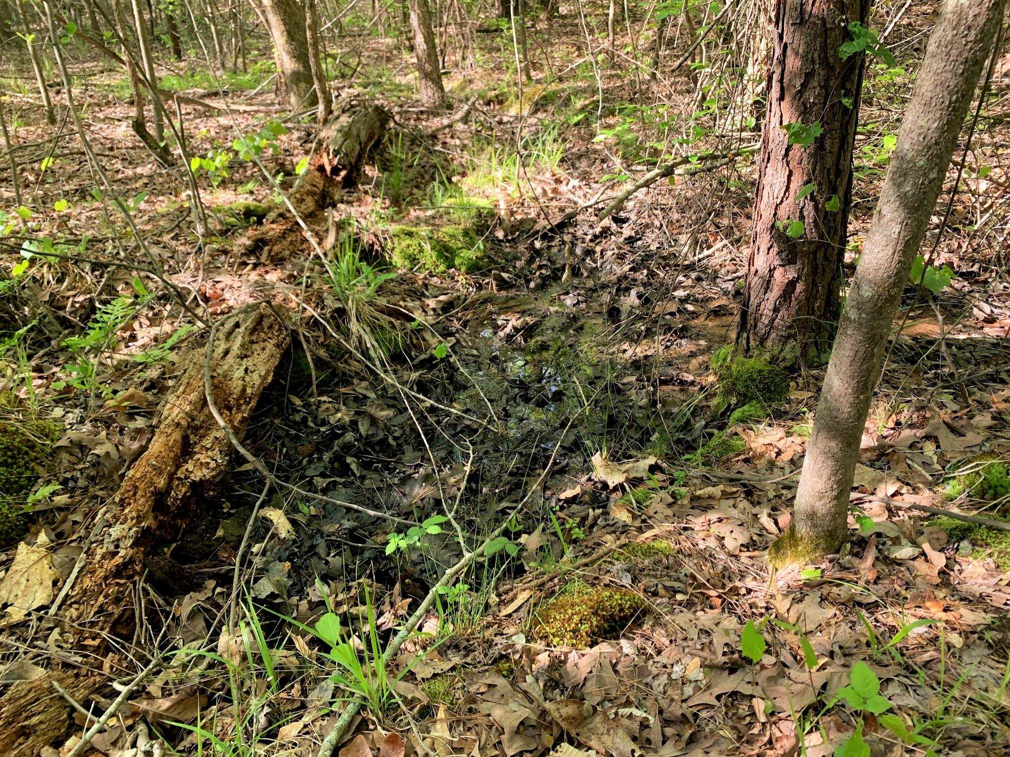 0 Kirkpatrick/purdy Road Selmer, TN 38375 - Photo 7 of 12 view of a tree