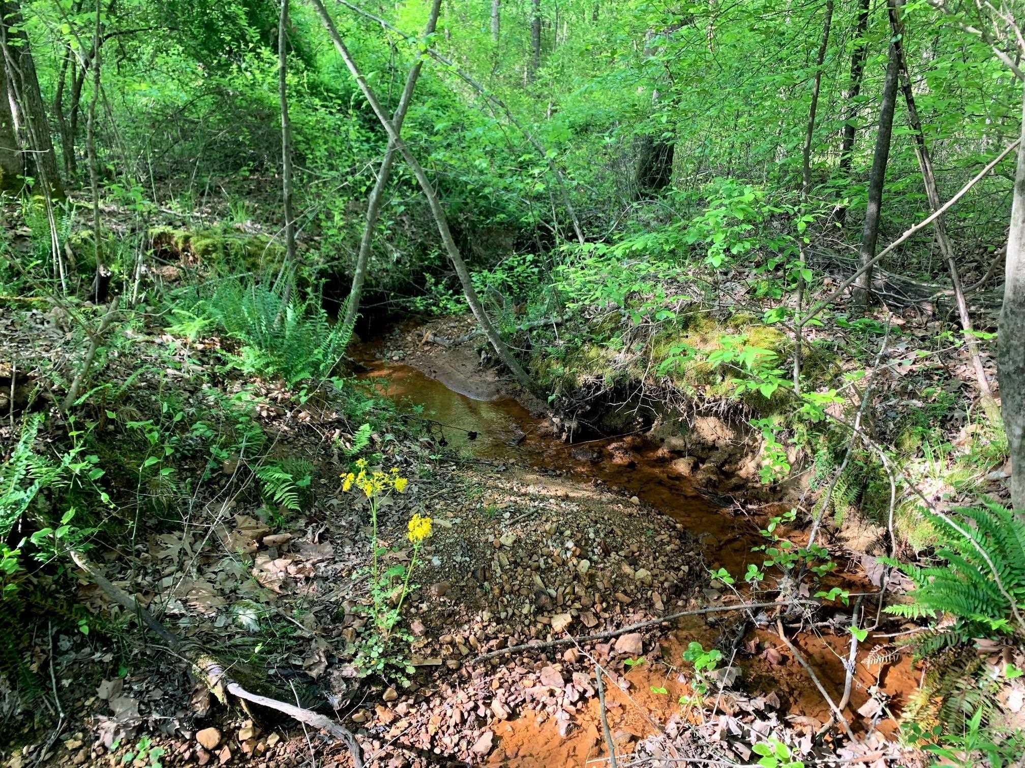 0 Kirkpatrick/purdy Road Selmer, TN 38375 - Photo 8 of 12 a view of a lush green forest