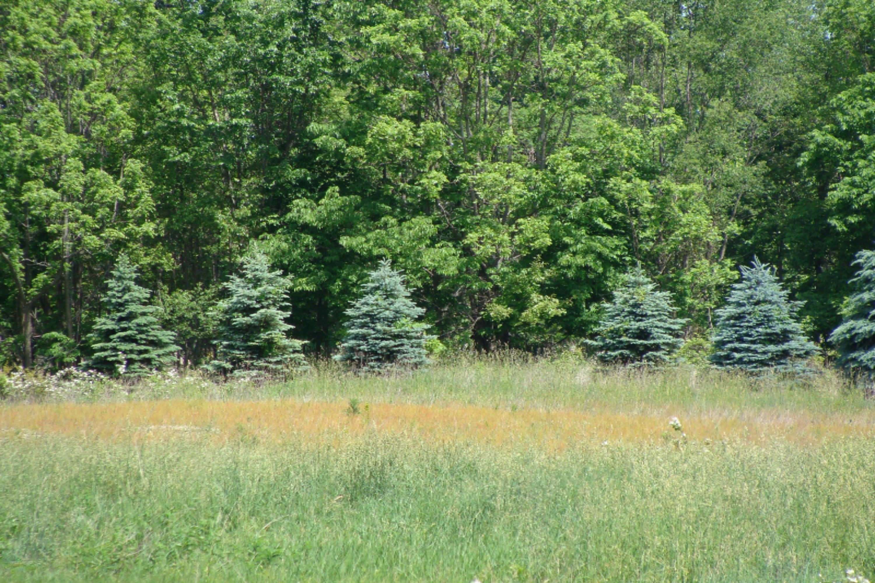 108 West Rose Road Coldwater, MI 49036 - Photo 4 of 11 DSC02092
