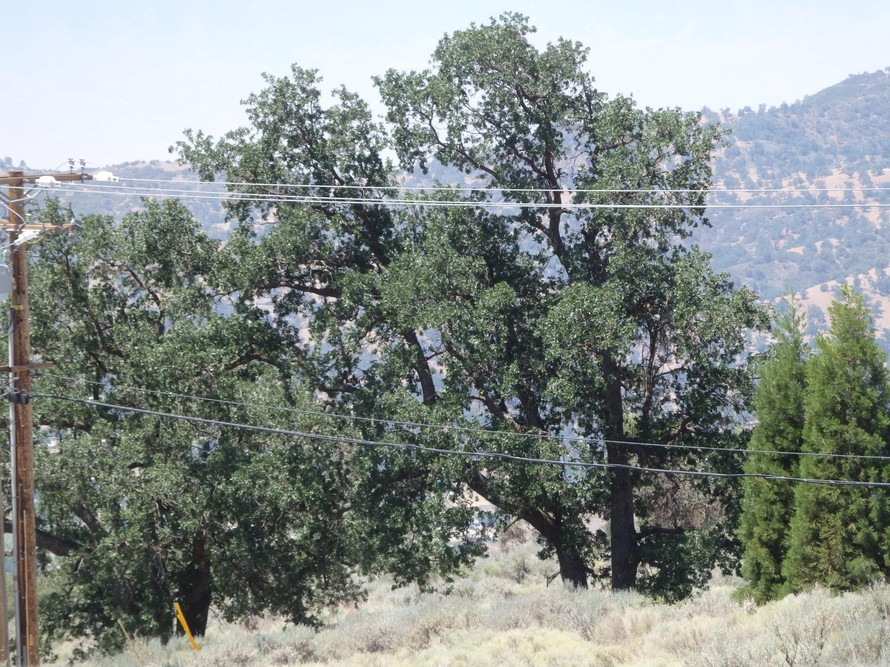 25170 Paramount Drive Tehachapi, CA 93561 - Photo 20 of 20 a view of a forest with a mountain