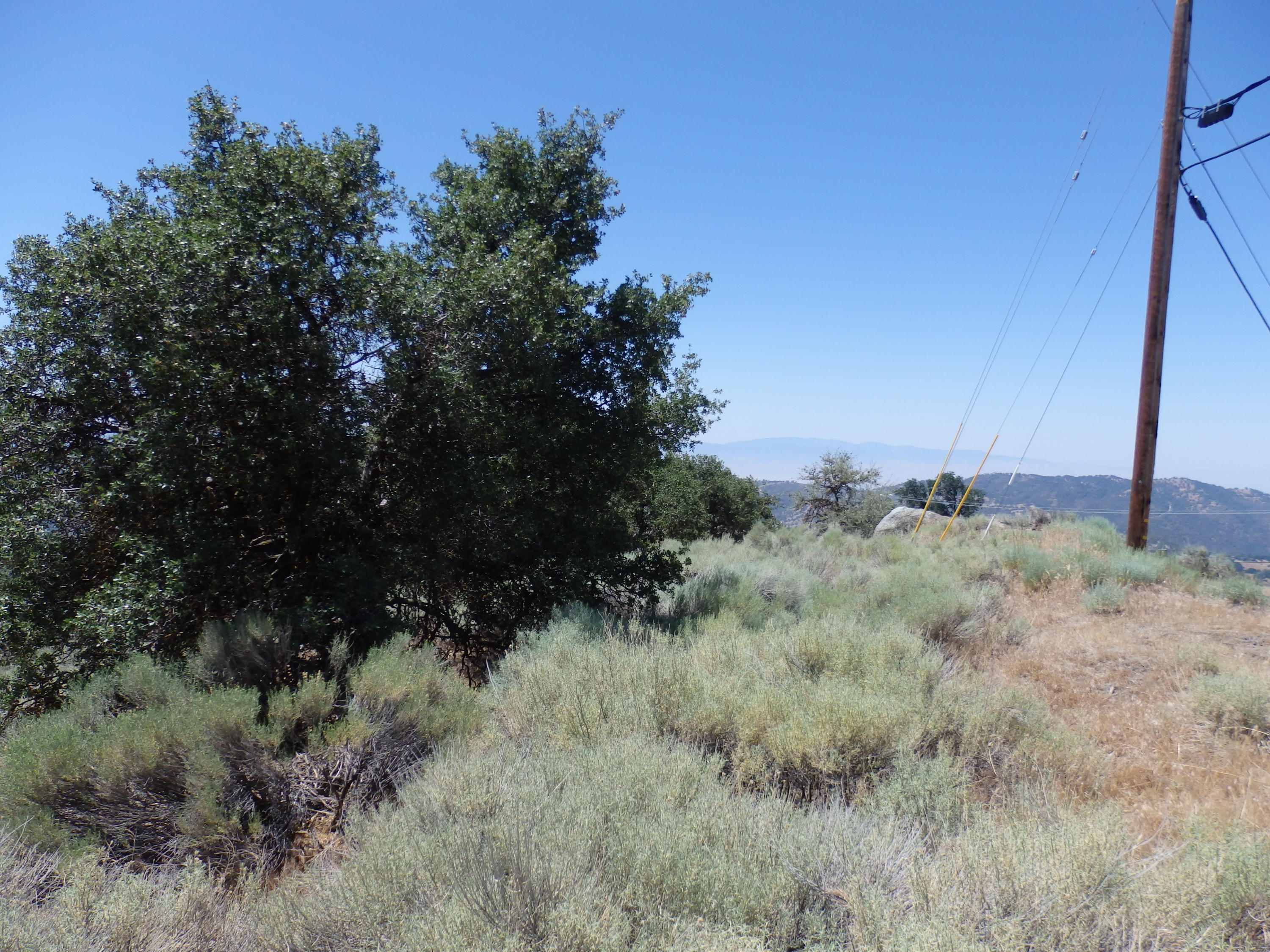 25170 Paramount Drive Tehachapi, CA 93561 - Photo 3 of 20 a view of a lush green forest with lots of trees