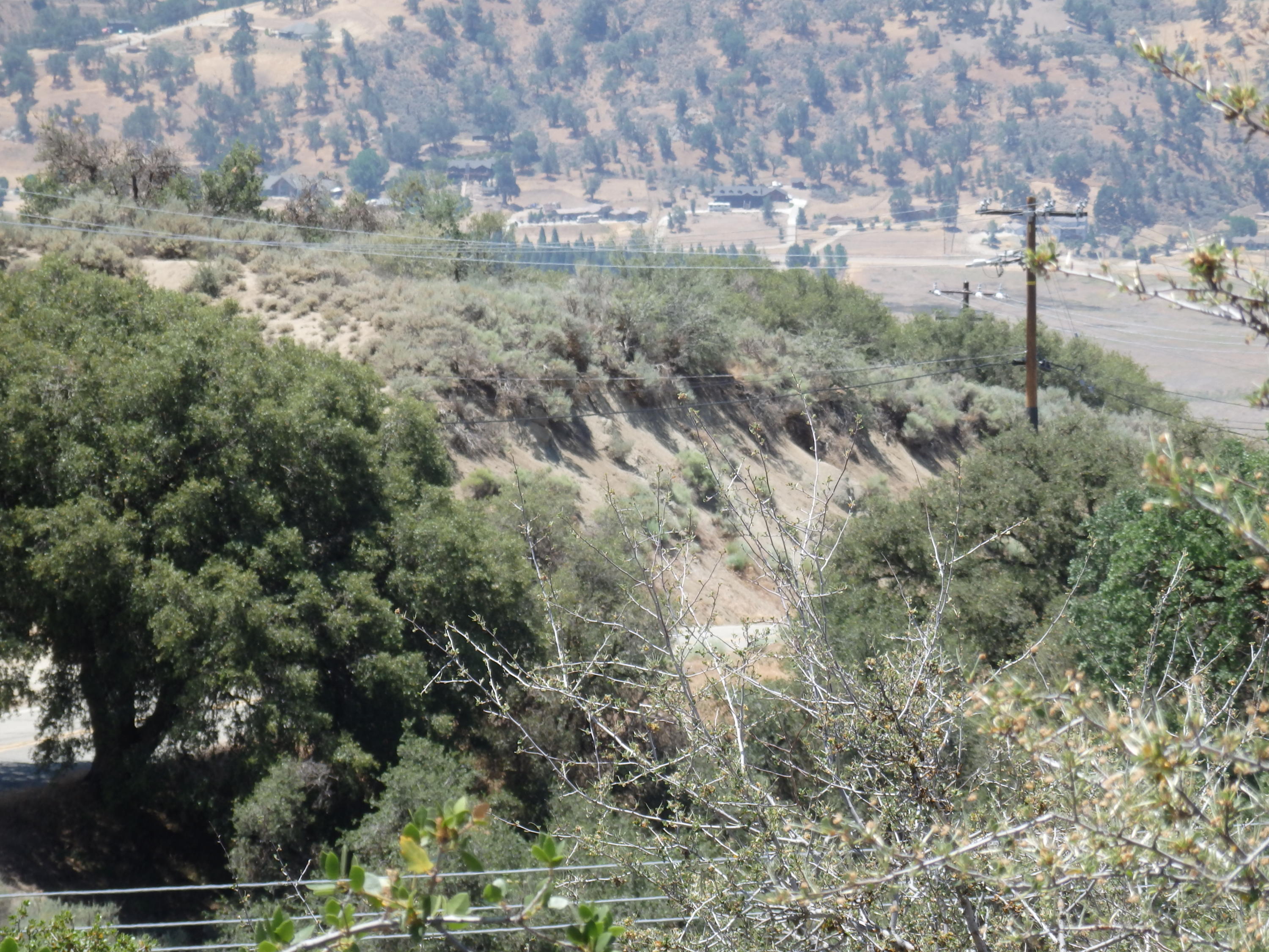 25170 Paramount Drive Tehachapi, CA 93561 - Photo 6 of 20 a view of a yard with a tree