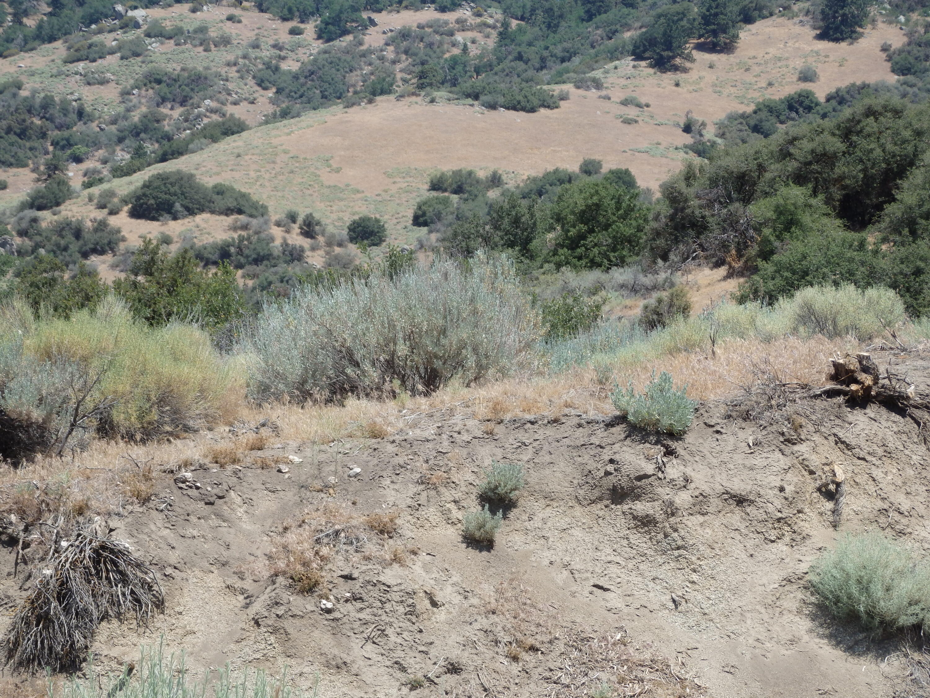 25170 Paramount Drive Tehachapi, CA 93561 - Photo 7 of 20 a view of a dry yard with trees