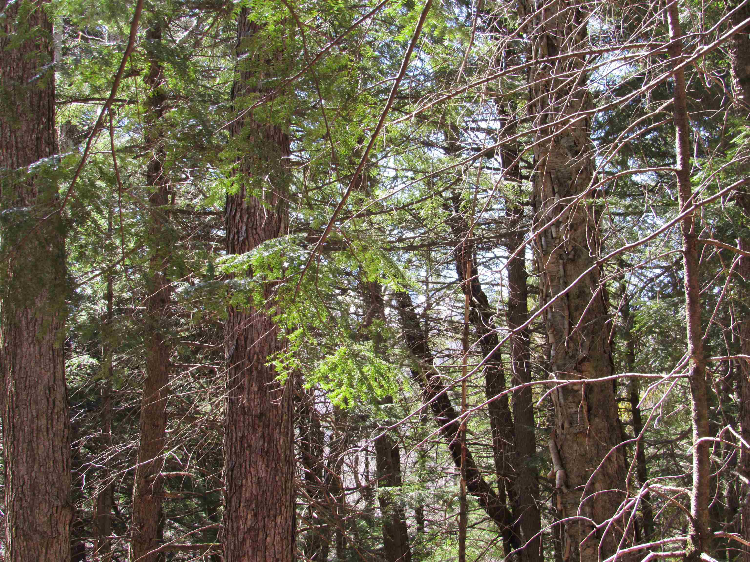 0 Stratton View Road, Unit 6263 Winhall, VT 05340 - Photo 6 of 13