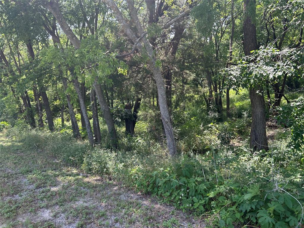 4401 Dexham Road Rowlett, TX 75088 - Photo 3 of 6 a view of a forest with trees in the background