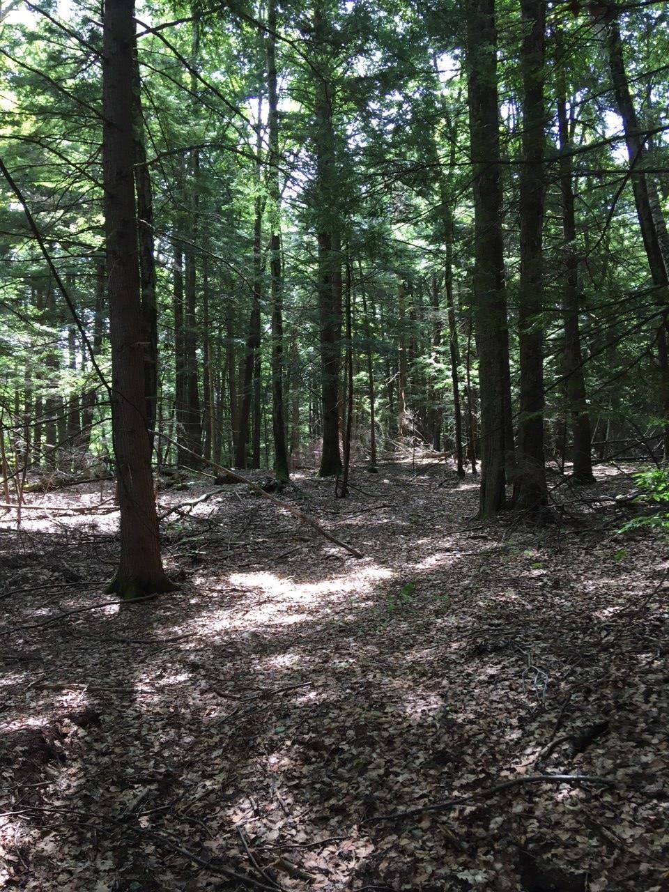 0 Old Ledge Road, Unit 1 Putney, VT 05346 - Photo 6 of 14