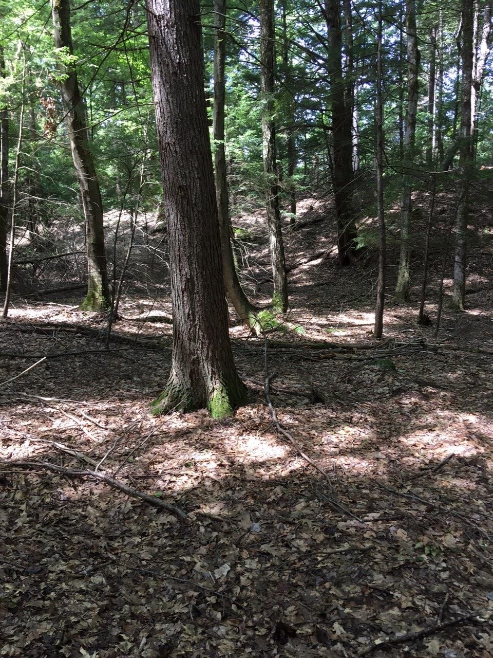 0 Old Ledge Road, Unit 1 Putney, VT 05346 - Photo 7 of 14