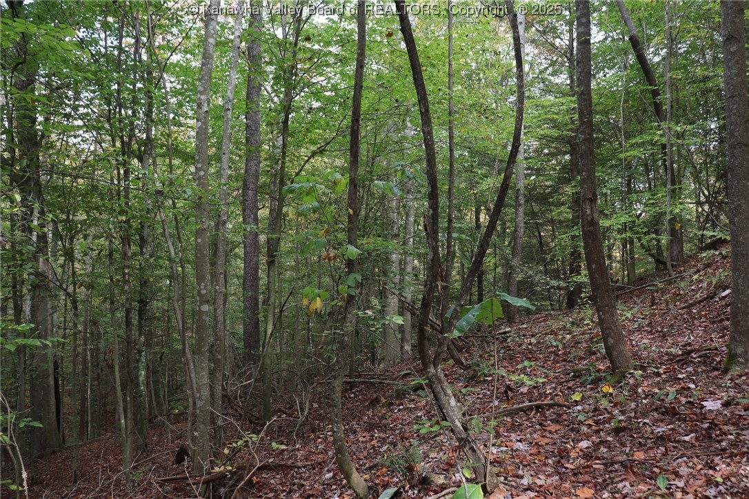 0 Route 26 Road Maysel, WV 25133 - Photo 20 of 46 Gallery Image 20