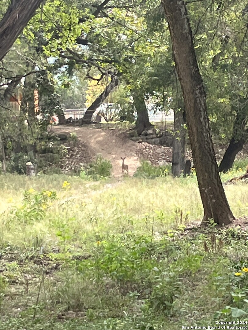 143 Taff Leakey, TX 78873 - Photo 24 of 29 a view of yard with large trees