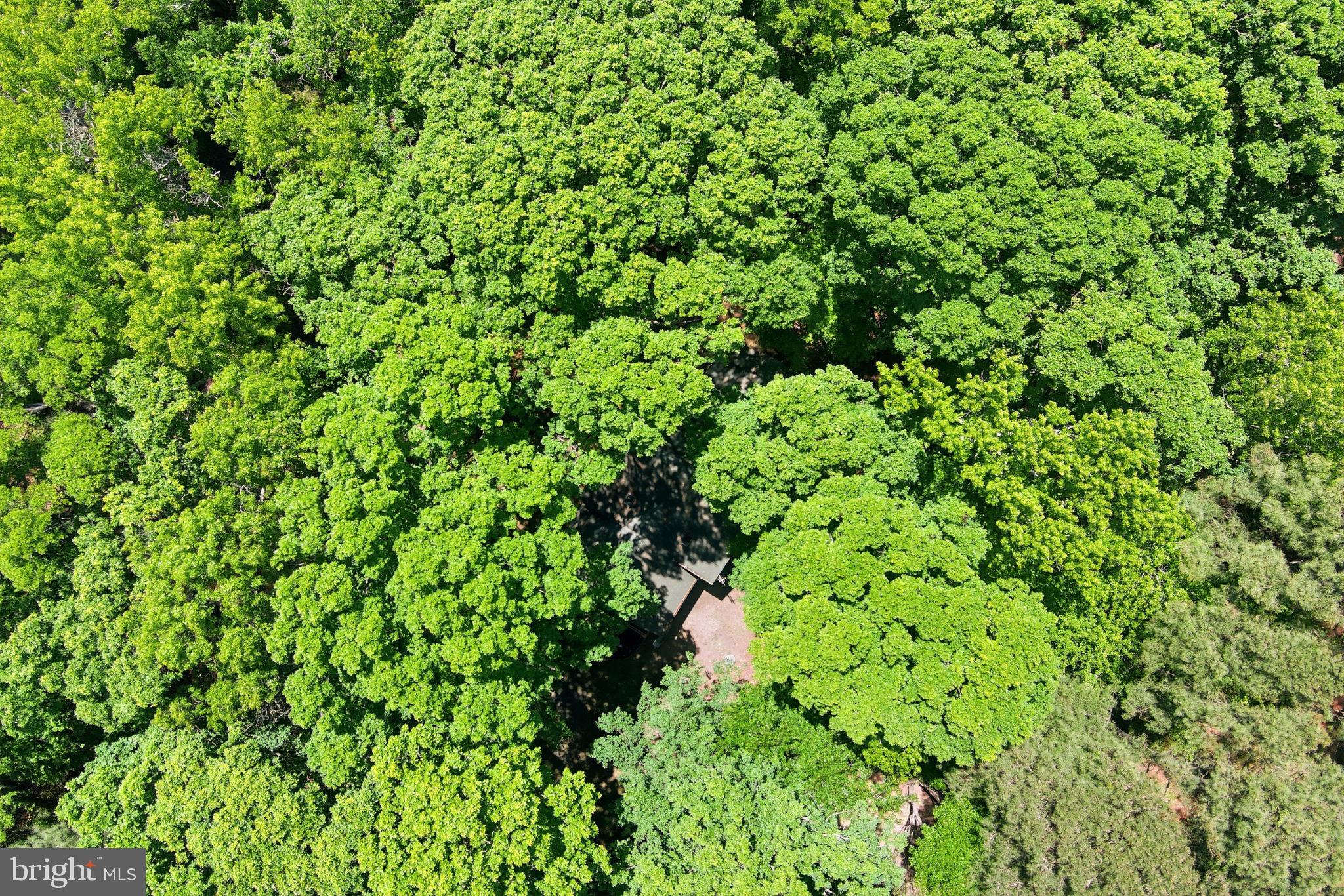 22300 Frazier Road Rock Hall, MD 21661 - Photo 29 of 38 a view of a lush green forest
