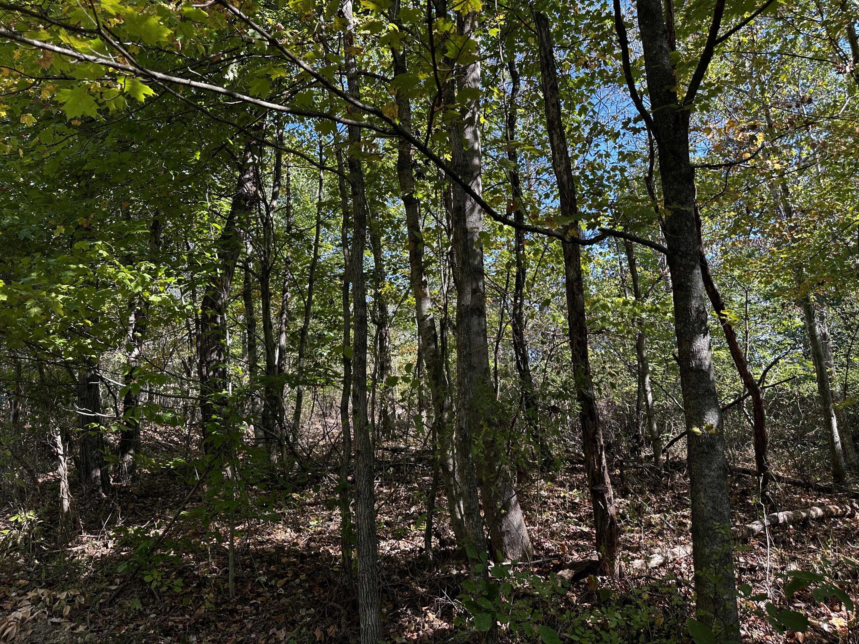 0 Dutch Ridge Road, Unit TRACT 5 AT DUTCH RIDGE) New Straitsville, OH 43766 - Photo 42 of 49 20240920_150835359_iOS