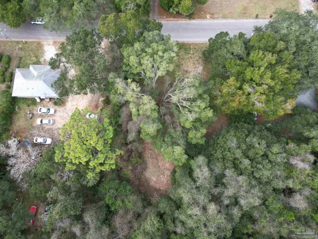 a view of a forest with a tree