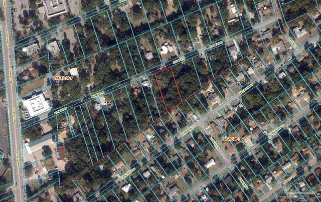 a close up of a palm tree