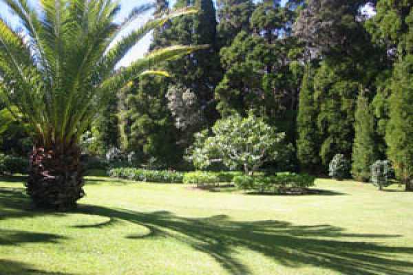 19-4023 Old Volcano Road Volcano, HI 96785 - Photo 15 of 17 a view of a yard with large trees