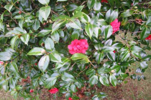 19-4023 Old Volcano Road Volcano, HI 96785 - Photo 17 of 17