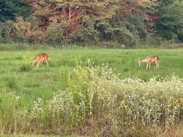 a backyard of a house with a yard and outdoor seating