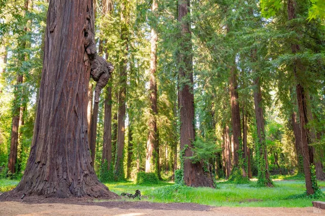 $7,600,000 | 8790-9000 Highway 128, Philo, CA 95466