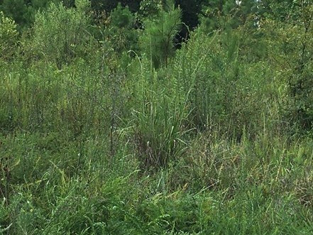 1485 Old Charleston Road Saluda, SC 29138 - Photo 1 of 1