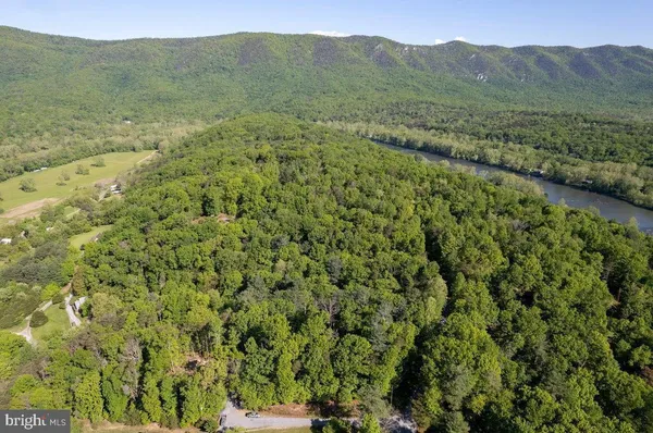 a view of a forest with a mountain