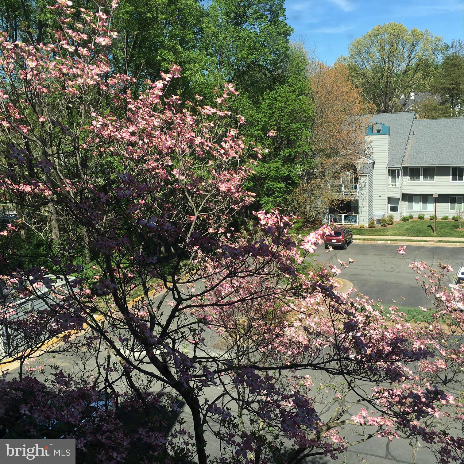 11703 E Summerchase Circle Reston, VA 20194 - Photo 16 of 16 BACK PARKING LOT