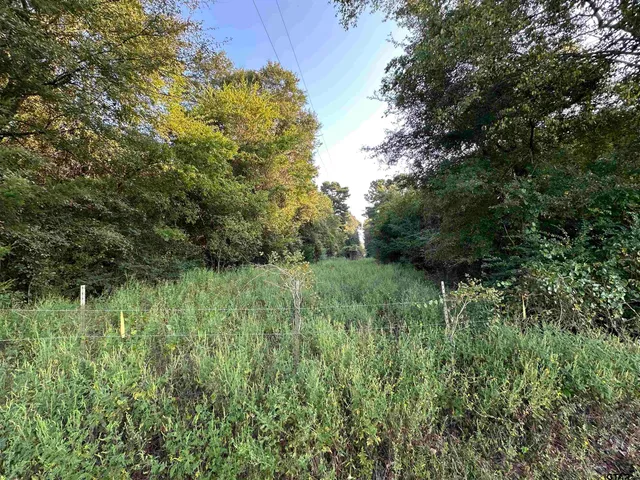 a view of a lush green space