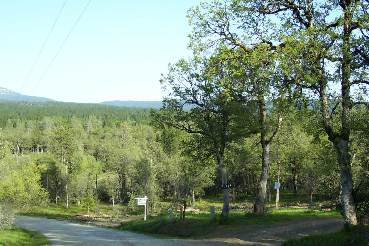 31413 Grindley Rnch Road Whitmore, CA 96096 - Photo 3 of 3 a view of a green field with trees