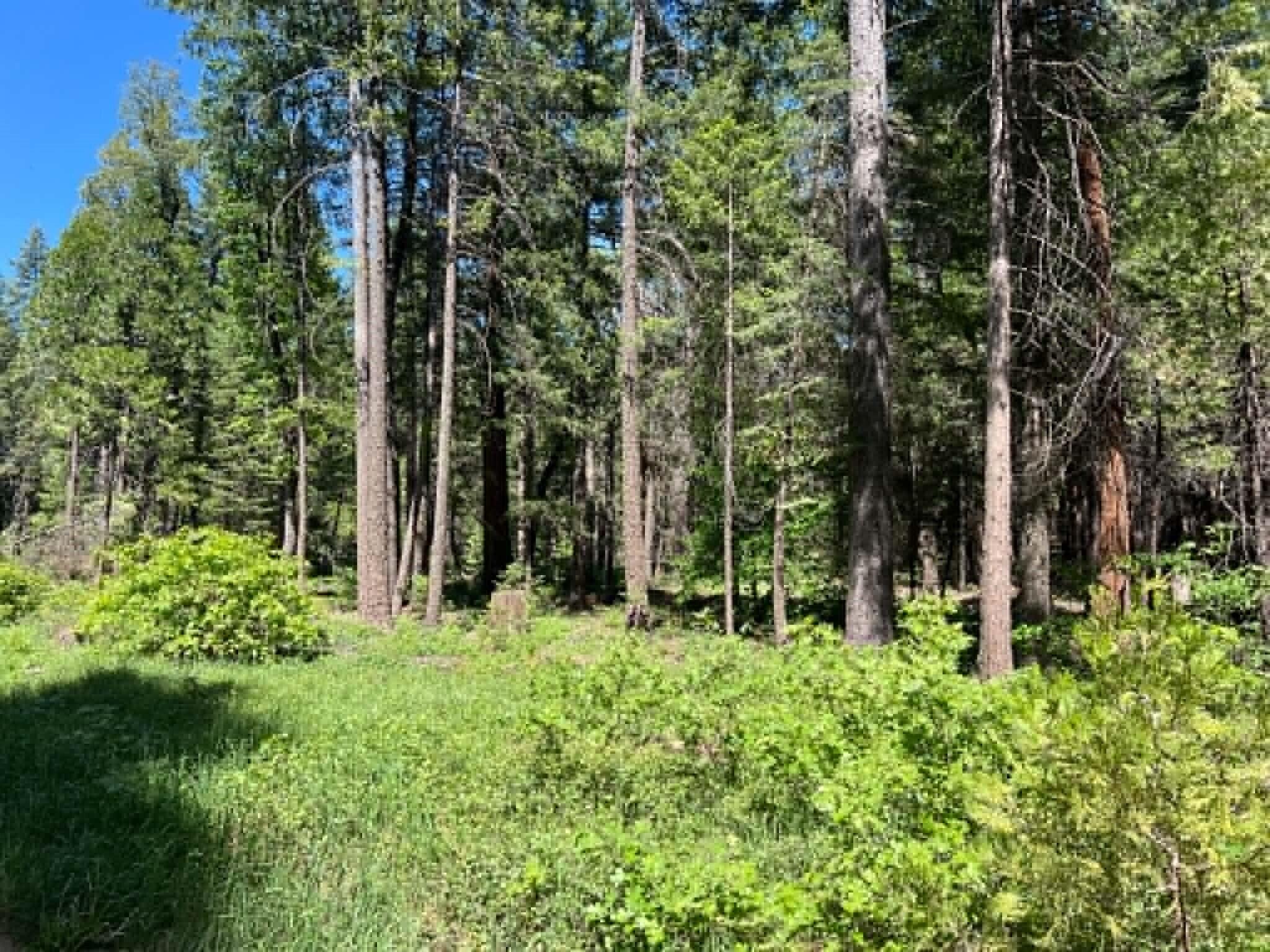 0 Logging Road Shingletown, CA 96088 - Photo 31 of 32