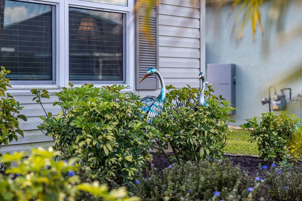 2938 Chimborazo Way The Villages, FL 32163 - Photo 6 of 50 a close up of a flower in a garden
