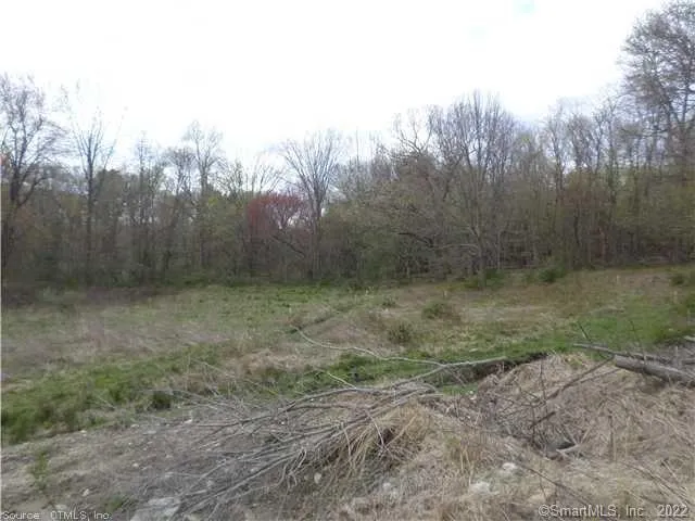 a view of a forest with trees in the background