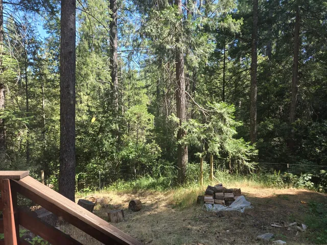 a view of a forest with a bench
