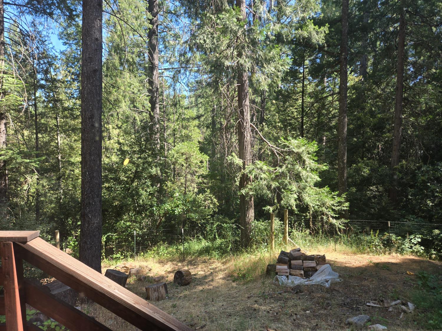 3165 Homewood Drive Georgetown, CA 95634 - Photo 22 of 33 a view of a forest with a bench