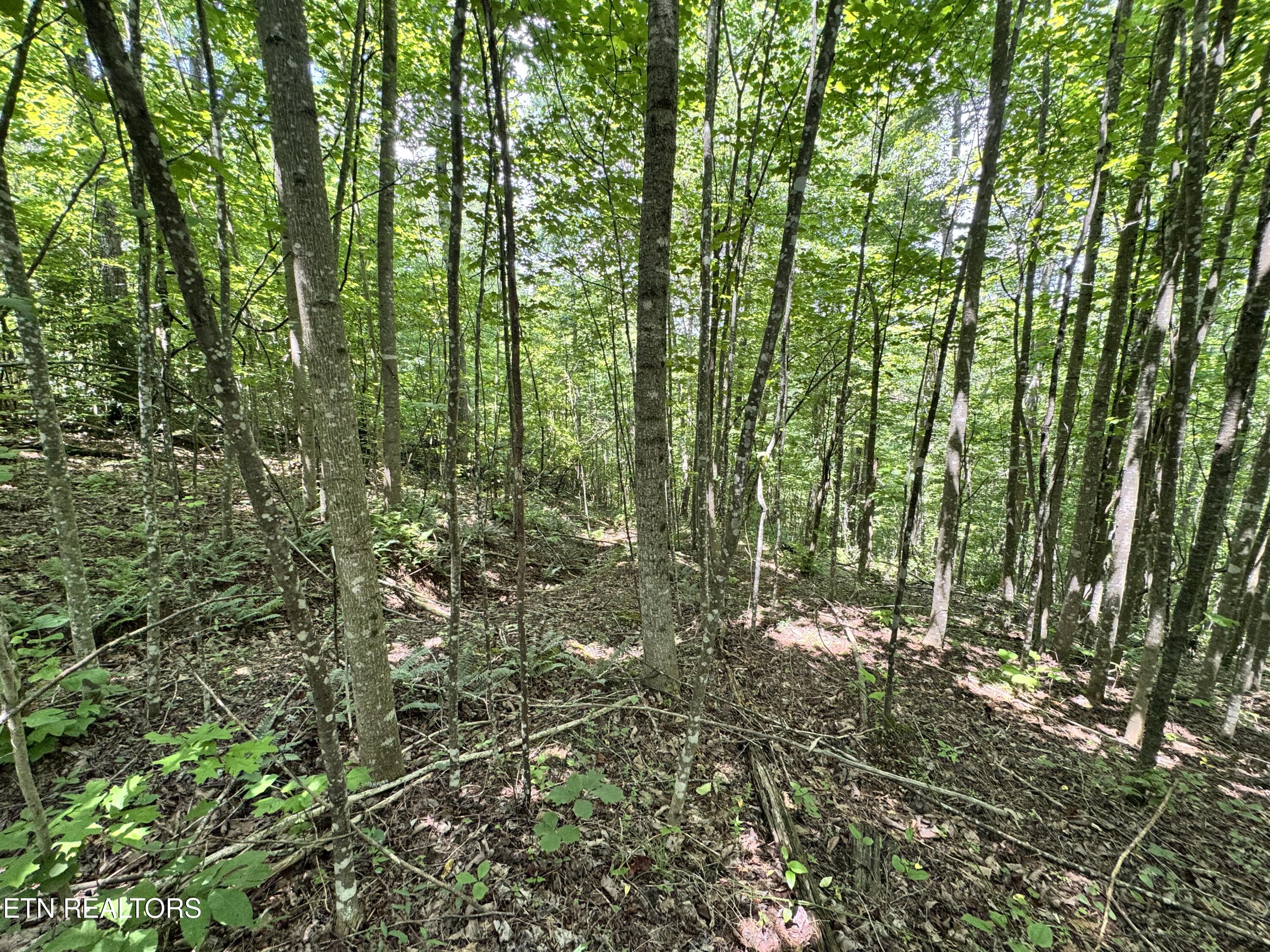 Key Ridge Lane Crawford, TN 38554 - Photo 3 of 16 IMG_3910