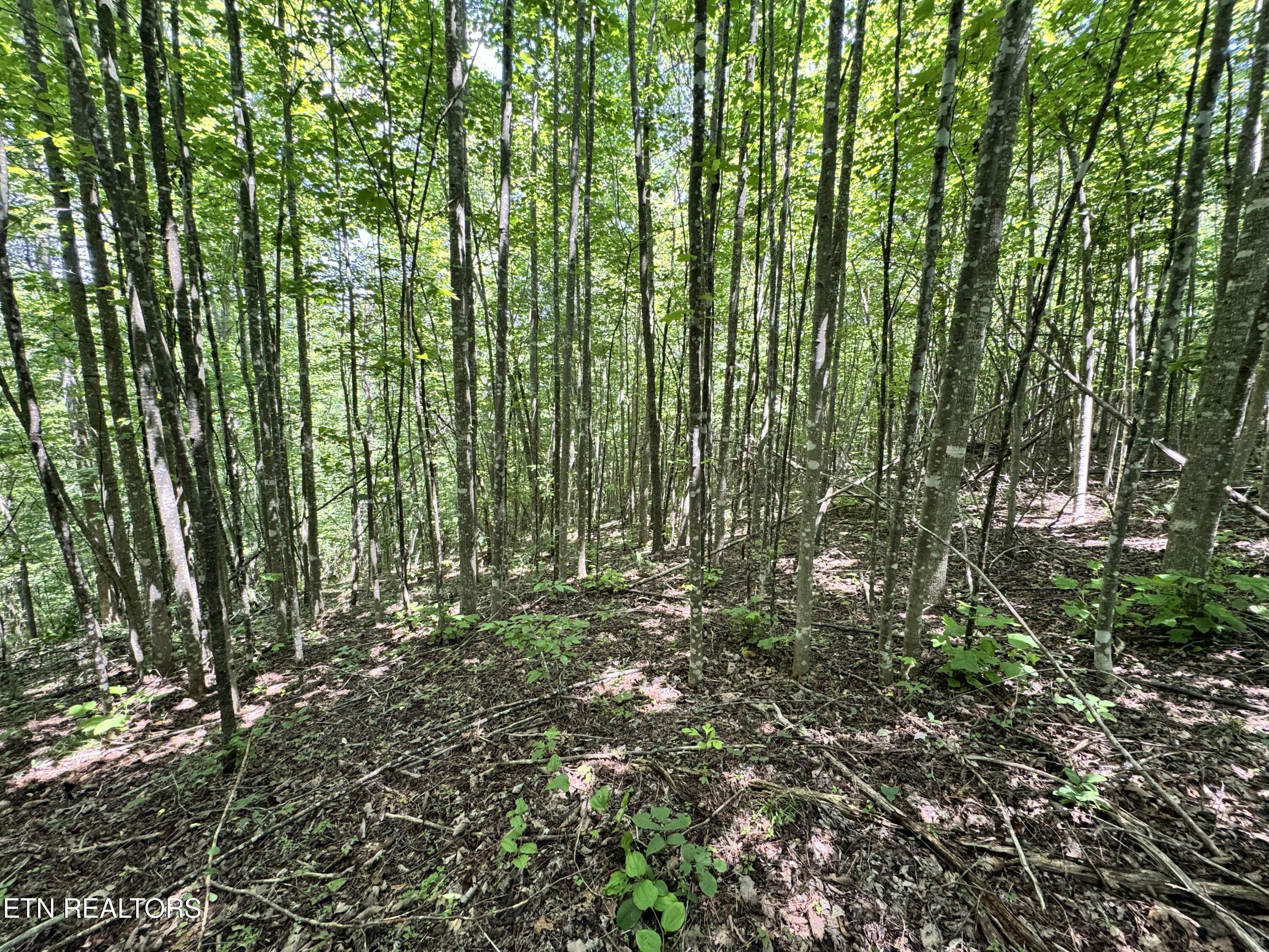 Key Ridge Lane Crawford, TN 38554 - Photo 4 of 16 IMG_3909